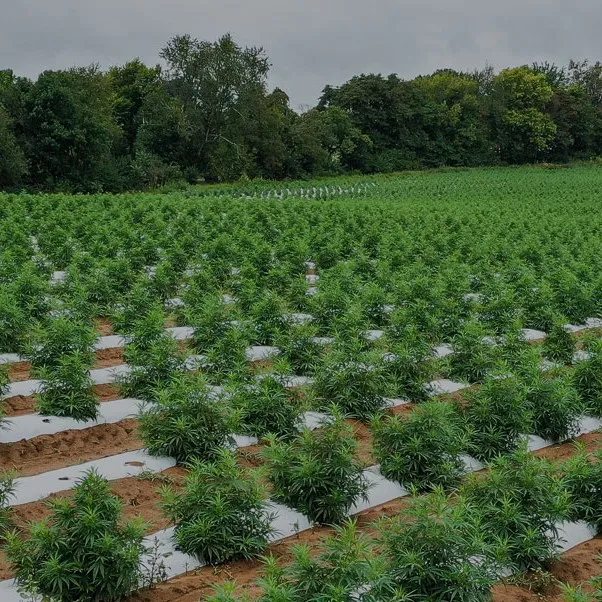 Was ist der Unterschied zwischen landwirtschaftlichem, vollständig abbaubarem Mulch und technischem Mulch?